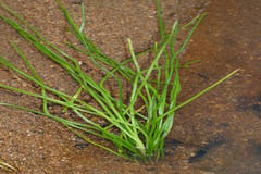 Isoetes coromandeliana